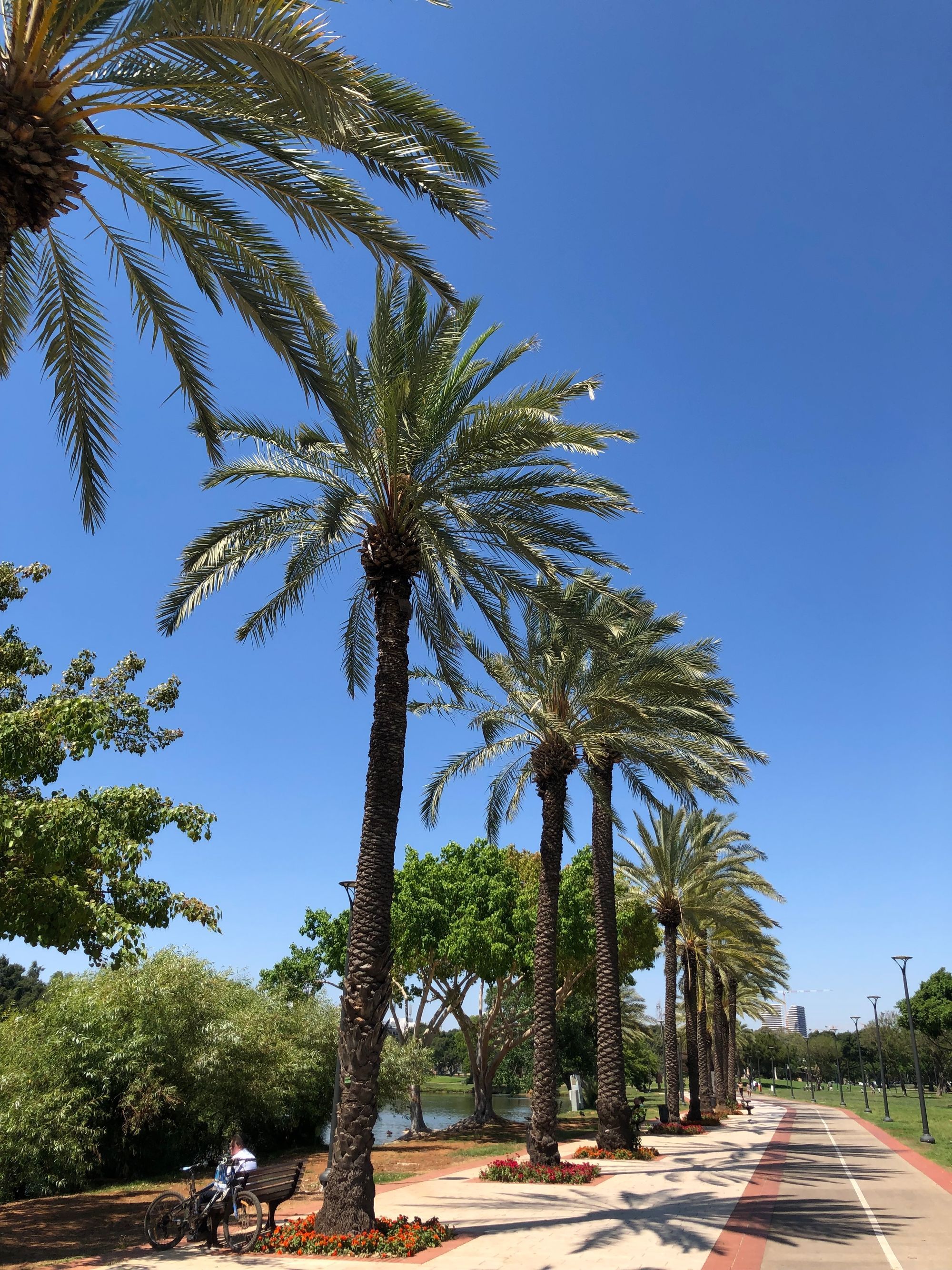 שדרת דקלים גבוהים בפארק עירוני ביום שמשי